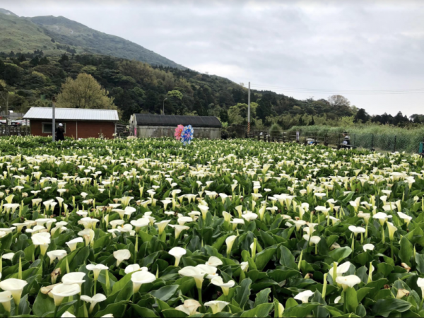 【新聞】海芋季提前盛開！ 雪白花海襲捲陽明山