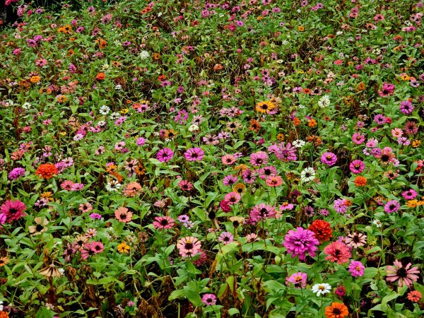 2025臺北大縱走第七段：世界山莊至飛龍步道政大後山2924004