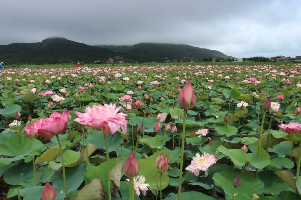 淡水 屯山里石頭厝荷花 ，金山清水濕地牡丹蓮。漫步在大屯溪畔   欣賞大屯溪出海口 六塊厝漁港石滬群2183761