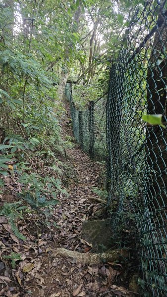 20251015木尾山-竹子湖水尾山-竹子湖西峰(騎車爬山)2915980