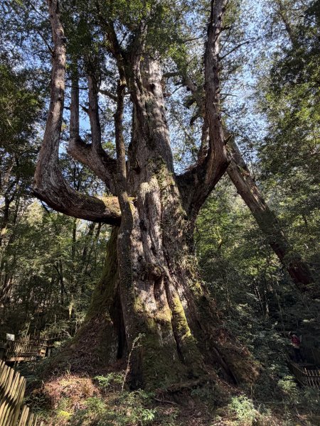 司馬庫斯巨木步道+櫻花祭202602193009441
