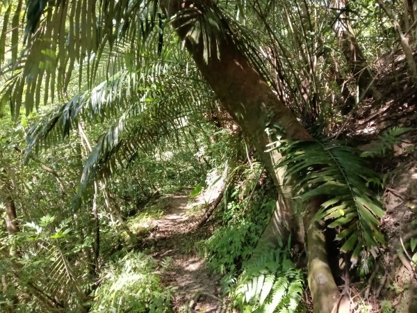 坪林區南闊瀨行(枋山坑古道+枋山坑崙+闊瀨越嶺保甲路O型)2916759