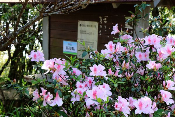 忠勇山。鯉魚山535898