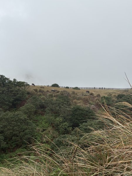 陽明山東西大縱走-東段2984542