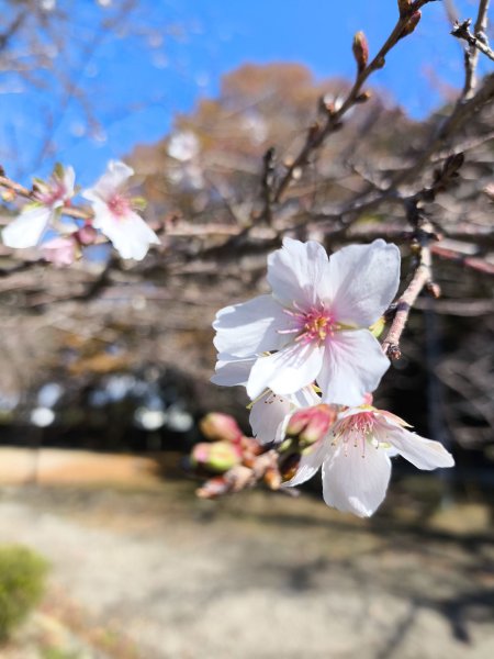【日本健行】岡山、彥根 (近江八幡、彥根城)、姬路(書寫山圓教寺、世界遺產姬路城、好古園)2946499