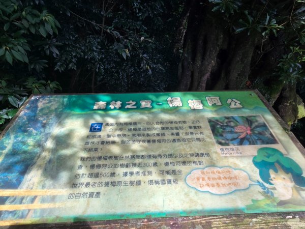 馬武督探索森林、外鳥嘴山2860637