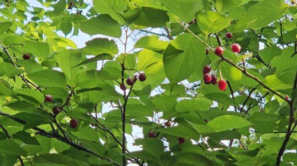 鳳山縱走五連峰3026914
