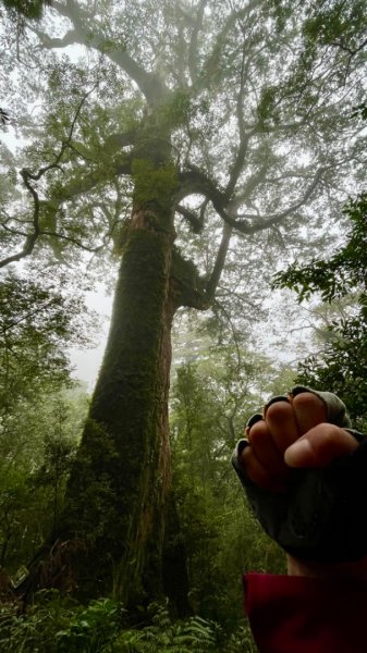 北插天山神木群巡禮2377760