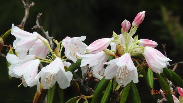 天龍國阿伯的日常-雲山水花鳥蝶3/29 #紅星杜鵑2467253