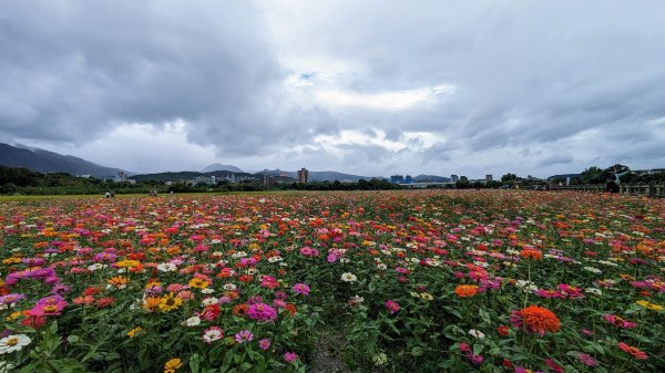 關渡花海,大龍峒孔廟,保安宮,迪化街2345357