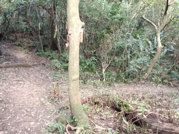 基隆市/萬里區界寮縱走之三界山+三界山西峰+開眼尖山+七分寮山+瑪七產道山泉水接水亭2979556