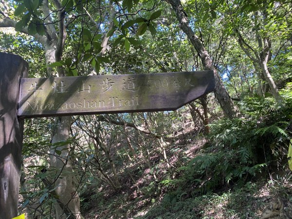 2025微笑山線大縱走尋寶集章任務-Ep.02【大棟山系】百年大榕樹2882276