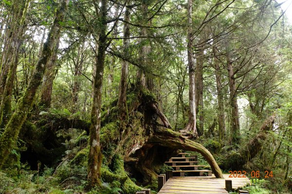 宜蘭 大同 太平山森林遊樂區 檜木原始林步道1743682