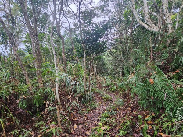 20241208上坪登五指山2683658