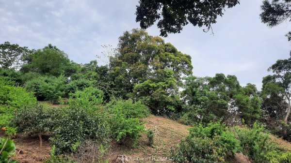 《彰化》古意人文｜員林18觀音O繞大峰巷挑水古道202504122759458