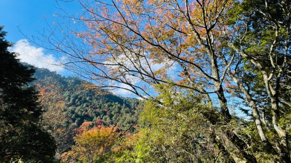 1101211大雪山230林道9.2k/雪山西稜登山口1546690