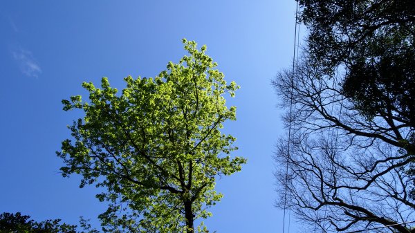 春天的顏色1279653