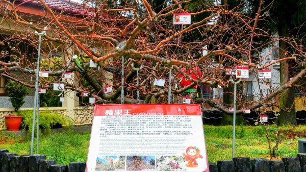 《青玉案・福壽山櫻》2712359