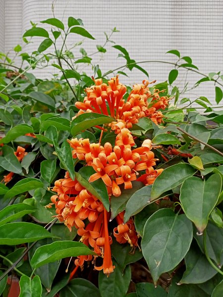 美麗的劍潭、渾然天成的猴洞巨岩和湖山磺溪1320190