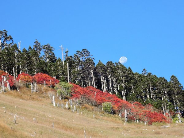 雪山巒大花楸，火紅登場446388