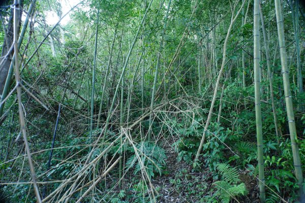 新北 三峽 內詩朗山、金平山2950927