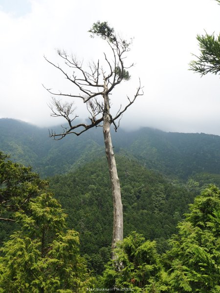 《宜蘭》北橫明珠｜明池國家森林遊樂區201805192889311