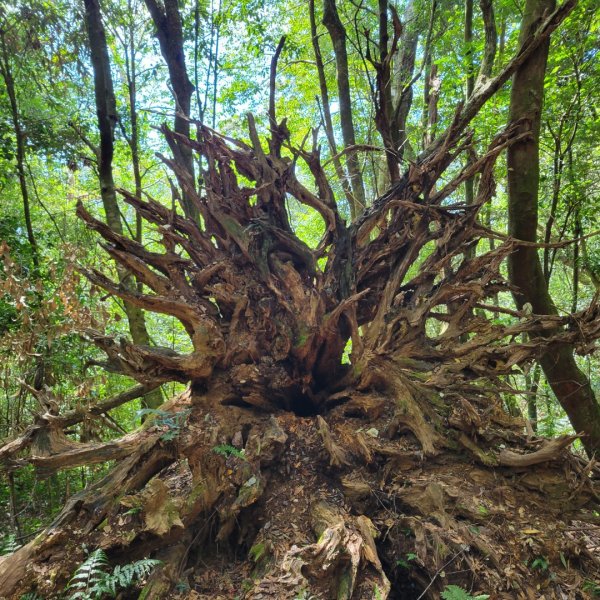 南東眼山（埔里六秀）1505613