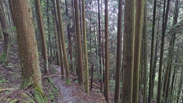 檜山巨木群2918009