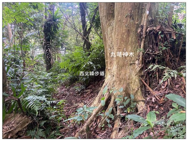 關刀山 (南入口)、關刀山西北峰 連走2804135