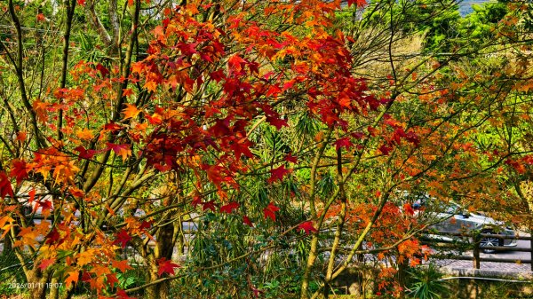 #花卉試驗中心 #永公路500巷 #平菁街42巷 #原住民公園 #士林官邸 1/42980389