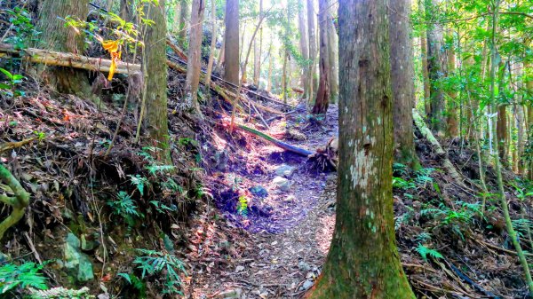 油羅山(一上三下)2959125