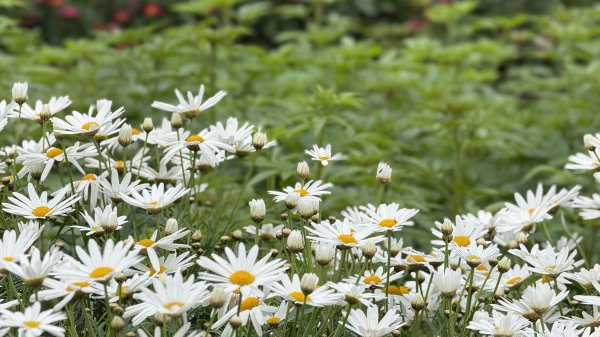 2025台北杜鵑花季｜大安森林公園｜迎曦花丘｜20250307｜峯花雪月2729826