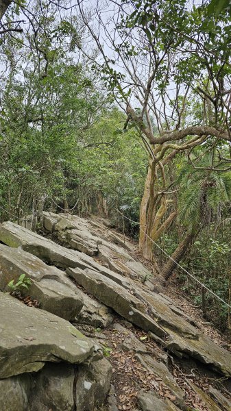 240310-烏山南段(石松子山、王爺崙山)。美美兔再走還是烏山好。2457539