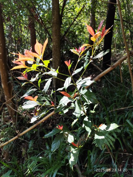 【臺北大縱走 5】碧山巖→忠勇山越嶺步道→金龍產業道路→圓明寺步道→鄭成功廟步道→文間山→劍潭山步道2744829