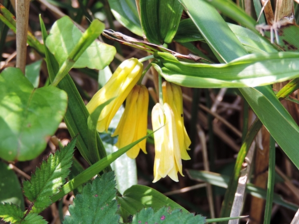 陽明山國家公園原生花草62405