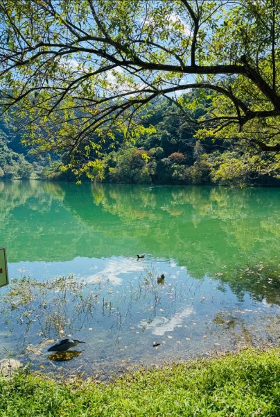 生態環境豐富的仁山植物園 感受鑑湖秋月-梅花湖的魅力2953885