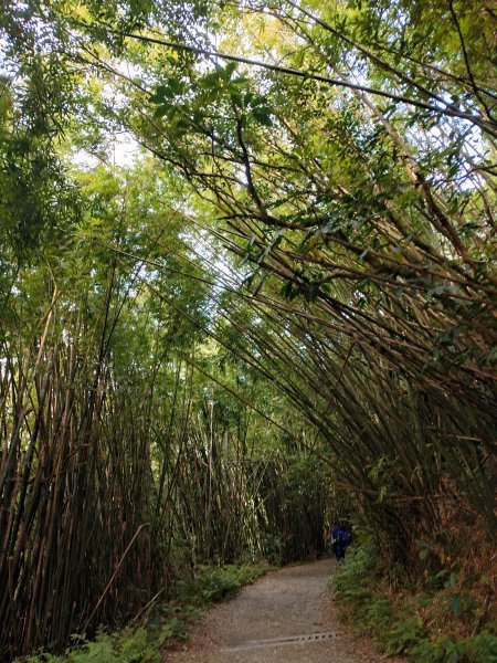 朝聖抹茶山2949488