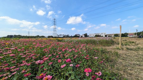 桃園仙草嘉年華,富岡老街2362162