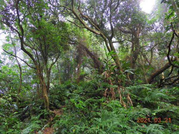 桃園 大溪 金面山、金山面山1315358