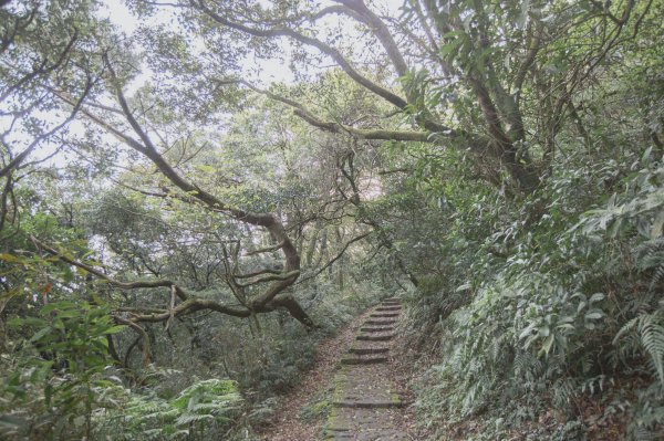 雨鞋登山初體驗-大屯山南峰、大屯山西峰連走1647916