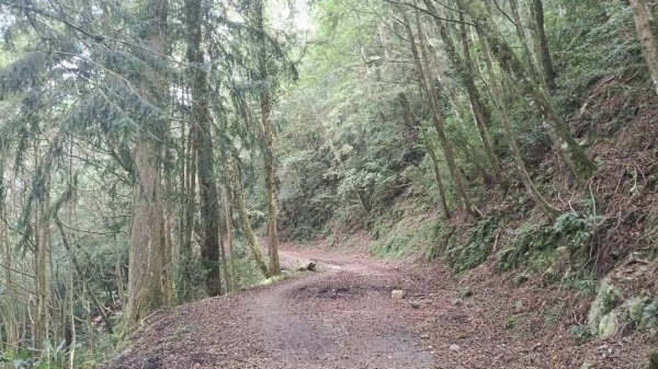 20251010 大雪山國家森林遊樂區 - 船型山林道 登 烏石坑山2911043