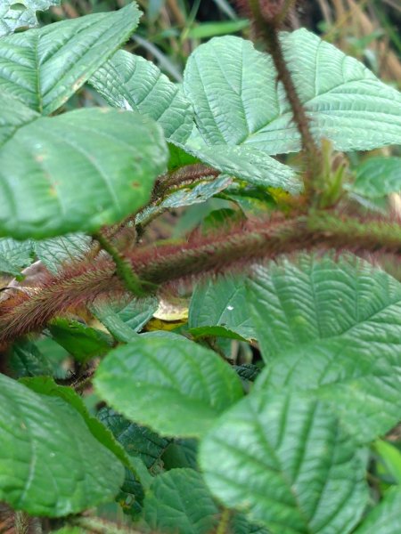 九芎頭步道-雲頂步道-二延平步道-二延平山-茶霧之道2773819