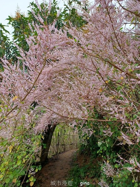 【南投中寮】粉紅山丘麝香木。 瑰蜜甜心玫瑰園2450464