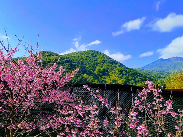 【2022櫻花季】陽明山平菁街櫻花季開跑1586027