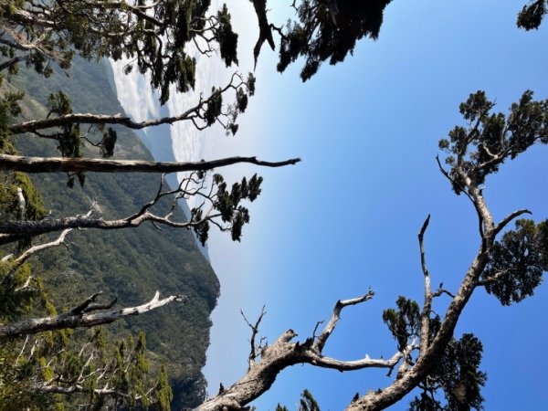 見證最美麗北大武山雲海、鐵杉1319013