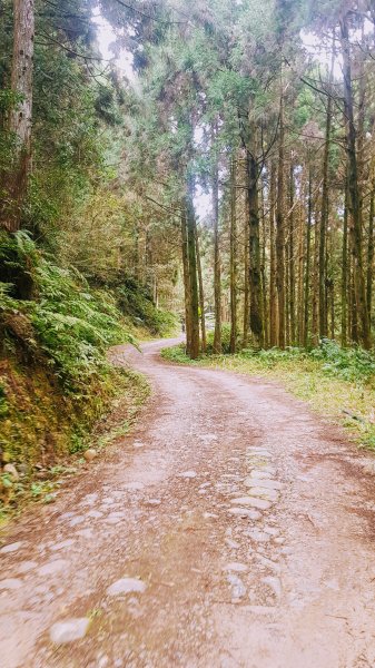 起初露營區經第三登山口上油羅山872312