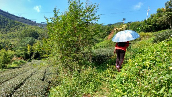 雲林【大尖山】2019/10/22709930