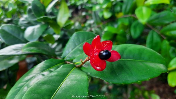 《彰化》果園古道｜廣天宮隴頂古道到鳳山寺O繞202509142884032