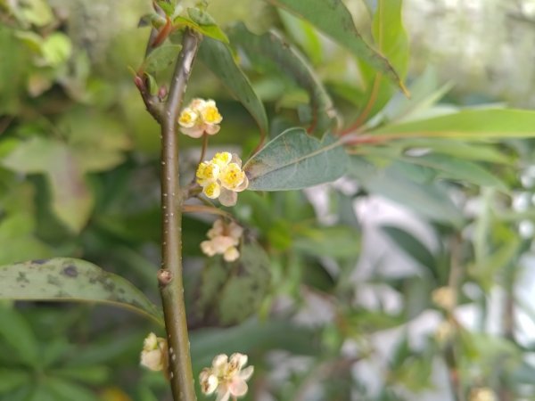 梅山鄉撿山頭2449379