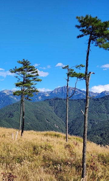 【中級山縱走】羅馬縱走，走進神木的夢幻童話森林世界2943242